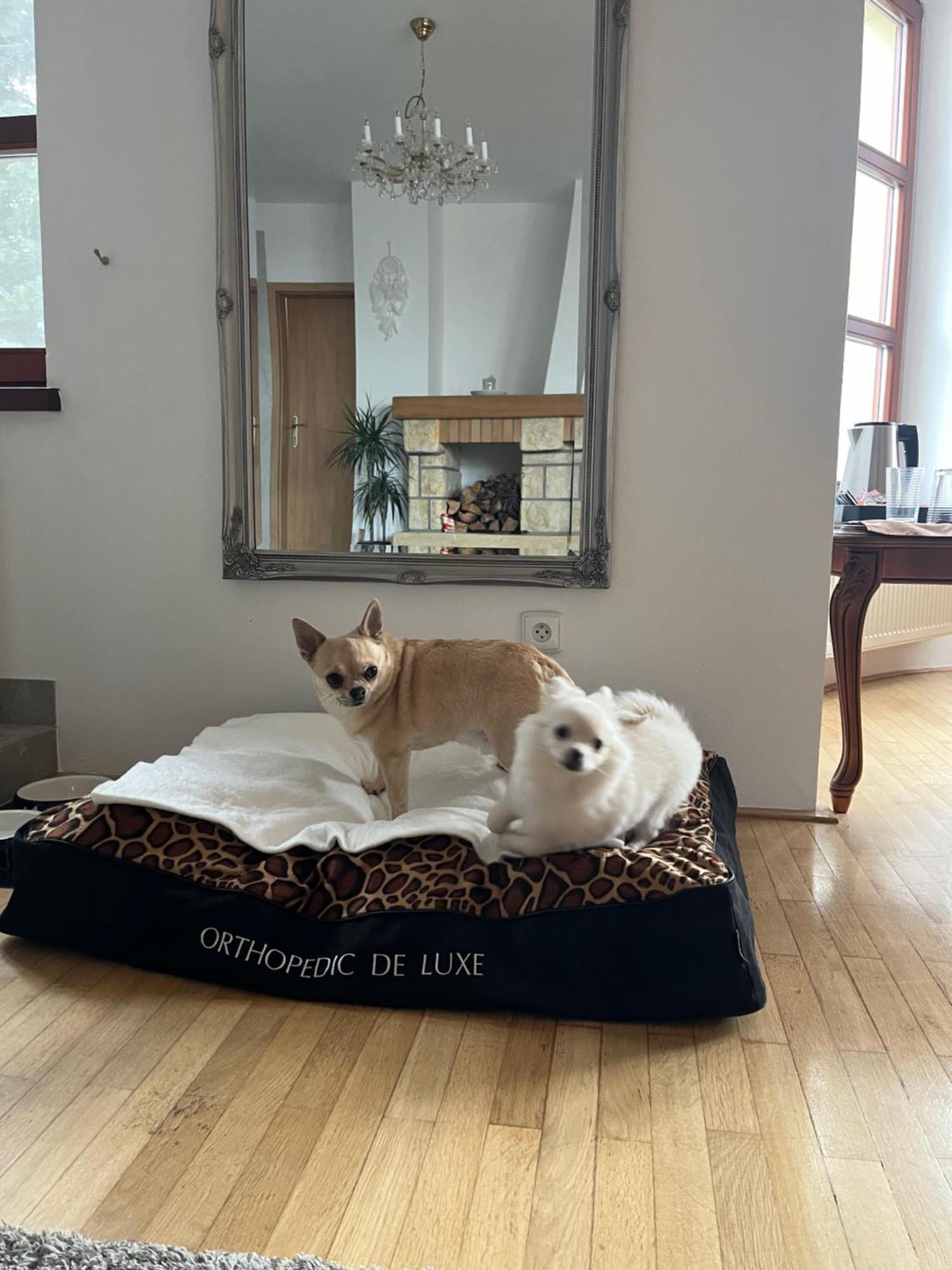 Dogs Resort And Spa Horni Bezdekov Εξωτερικό φωτογραφία